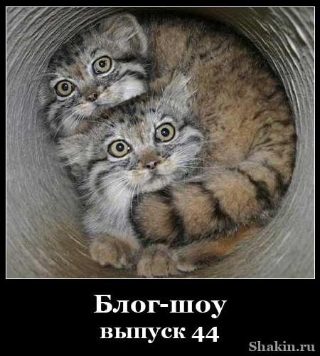 Блог-шоу-випуск 44