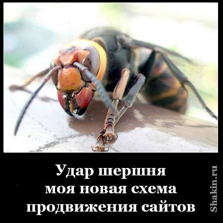 Удар шершня-моя нова схема просування сайтов